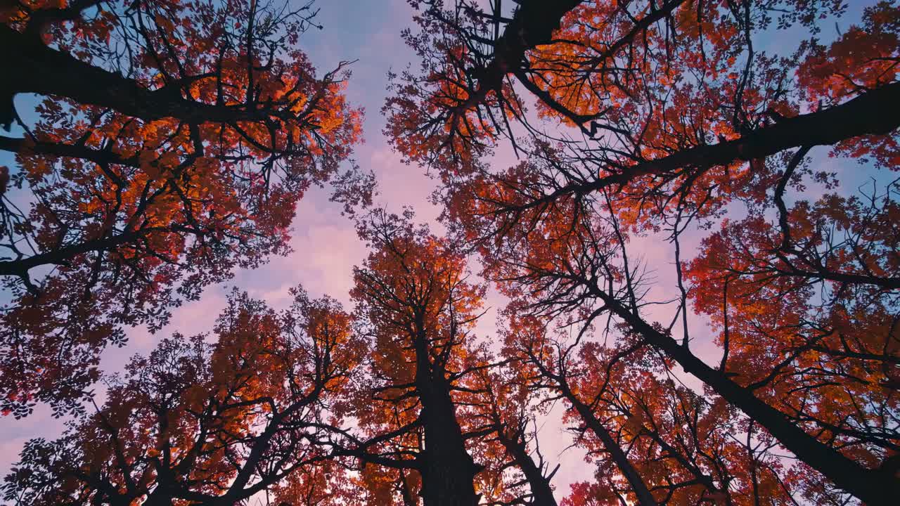 Upward camera angle captures autumn trees against a twilight sky, creating a serene, cinematic video