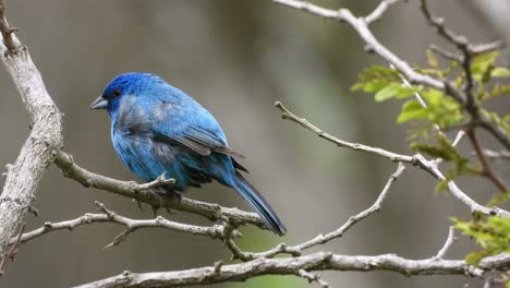 Indigoammervogel-Thront-Auf-Einem-Kleinen-Ast-Eines-Baumes