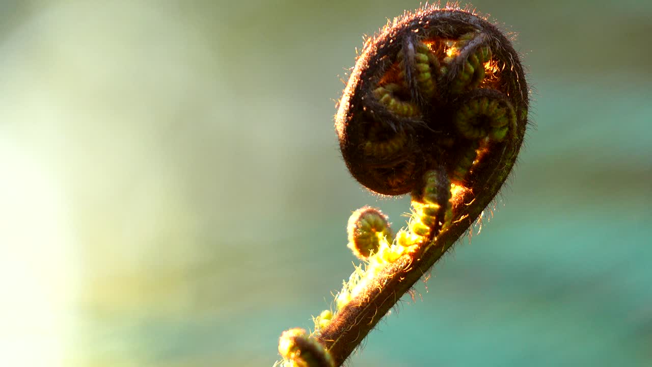 Unfurling Fern Fiddlehead in the Morning Light