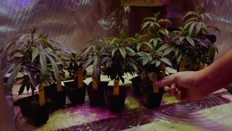 Dyi-Canabis-Marihuana-THC-CBD-Heimanbau-In-Einem-Zelt-Mit-Licht-Und-Belüftung-Kleines-Hobby-Ersatzschlafzimmer-Für-Stecklinge-Von-Baby-Klonen