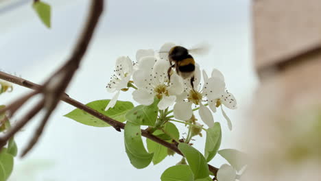 Geschlossener-Rahmen-Einer-Biene,-Die-Durch-Eine-Blume-Geht,-Der-Hintergrund-Unscharf