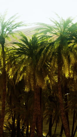 Lush green palm trees amidst golden sand dunes under bright sunlight