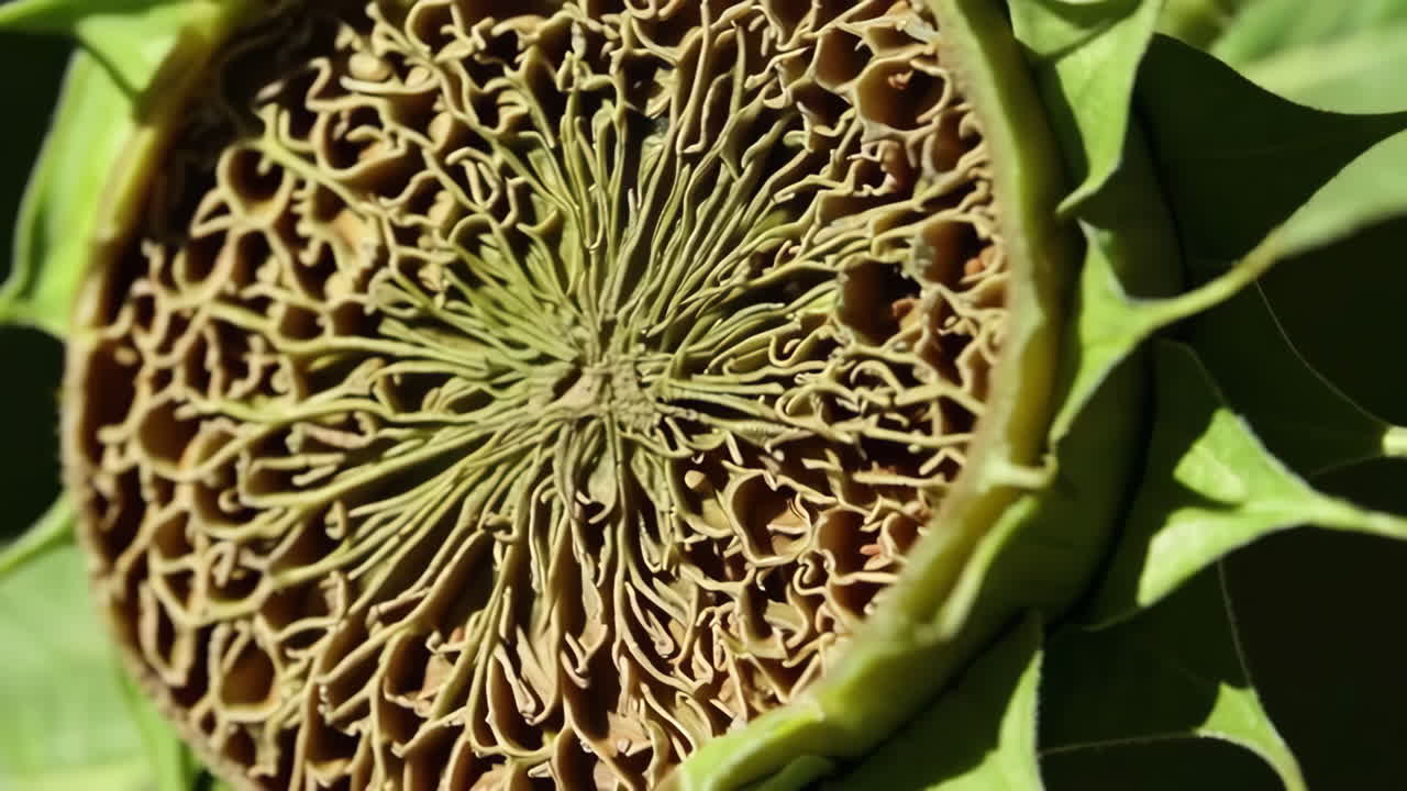 Intricate Patterns of a Sunflower Seed Head