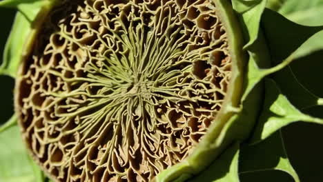 intricate patterns of a sunflower seed head
