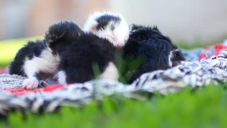 blind kittens with closed eyes. cute cats are lying asleep