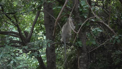 Zeitlupe-Wilder-Afrikanischer-Vervet-Affe-Im-Baum,-Der-Zu-Einem-Anderen-Zweig-Springt