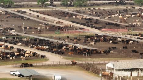 Vaquero-En-Texas-Redondea-Ganado-En-Corral