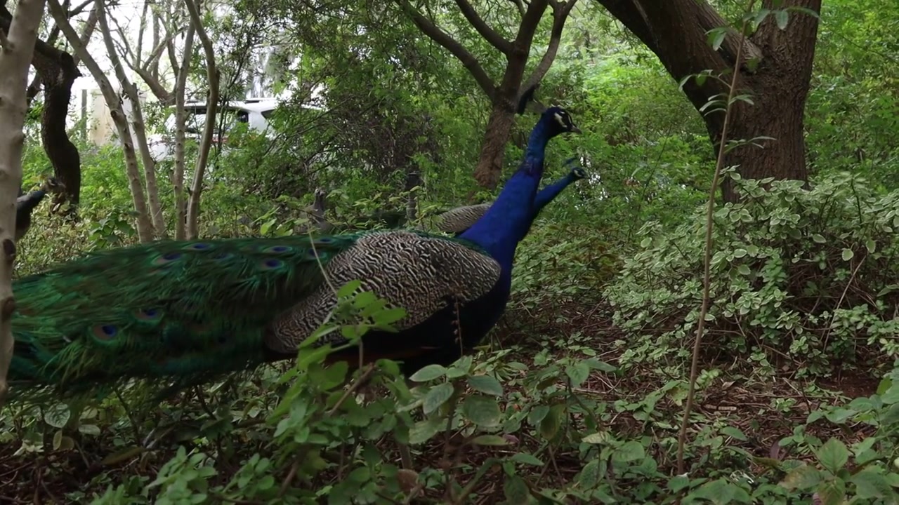 Um grande grupo de lindos pavões correndo por uma bela floresta verde