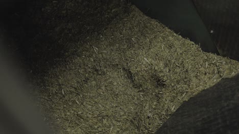 detailed close-up shows finely ground yerba mate (ilex paraguariensis) in processing container during final grinding step for infusion production, slow motion, misiones, argentina