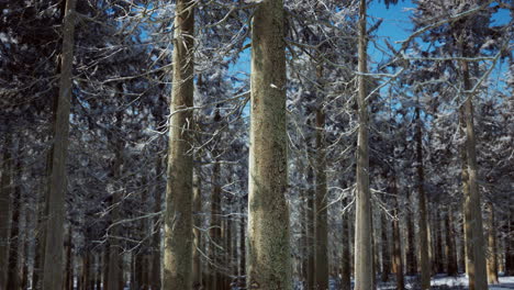 bosque de coníferas cubierto de nieve en un día soleado