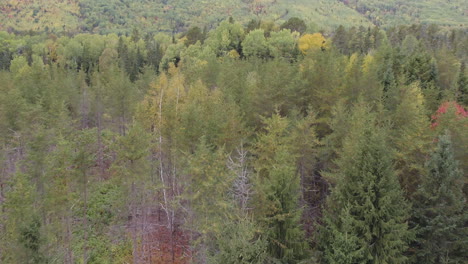 Luftaufnahme-Des-Fliegens-über-Einen-Wunderschönen-Wald-In-Herbstfarben-Im-Oktober,-In-Einer-Ländlichen-Landschaft,-In-Charlevoix,-Quebec,-Kanada