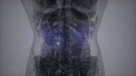 exploración de tomografía anatómica del cuerpo humano