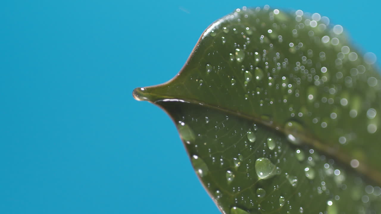 vertical de gotas de agua que gotean de las hojas verdes sobre el fondo azul