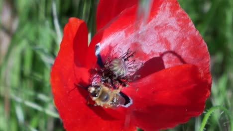 Un-Primer-Plano-De-Una-Amapola-Con-Una-Abeja-Dentro