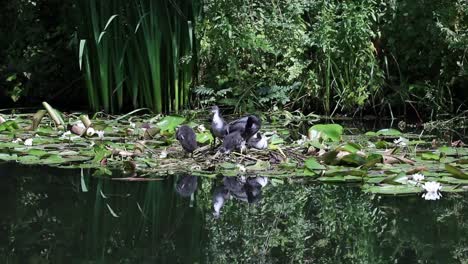 A-family-of-young-Coot-,Fulica-atra-preening-on-nest-West-Midlands