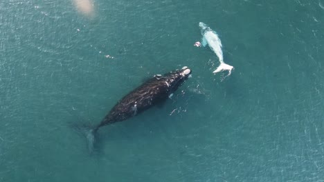 Withe-Bebé-Ballena-Nadando-Alrededor-De-La-Madre,-Drone-Subiendo