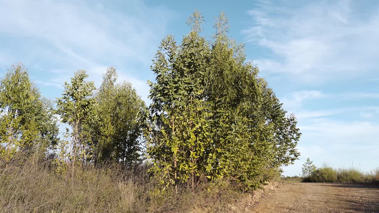 Primo piano di alcuni alberi di eucalipto. Il vento soffia delicatamente tra gli alberi di eucalipto sotto un ampio cielo blu, sollevando foglie e rami in un paesaggio calmo e aperto, pieno di luce.