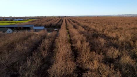 treetops-of-almond-trees-aerial-near-modesto-california