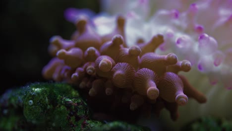 Anémona-Naranja-Y-Rosa-Ondeando-En-El-Acuario-De-Agua-Salada