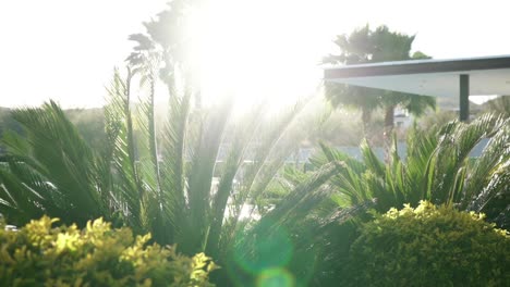 Cinematic-slow-rotating-shot-of-sun-flares-coming-through-plants'-foliage