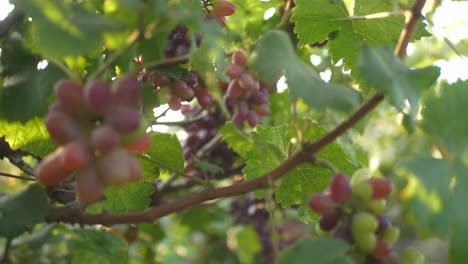 Ripe grape bunches at vineyard before harvest