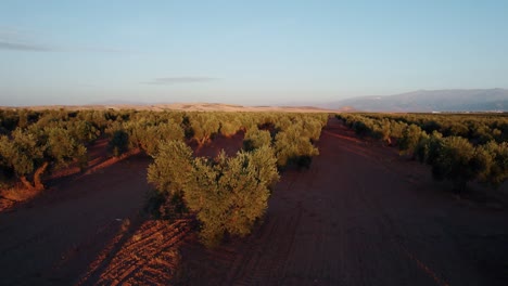 Flying-low-over-the-Olive-trees-in-the-Olive-Grove-Landscapes-of-Andalusia-region-near-Malaga-Spain-at-Sunset