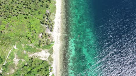 aerial top down along tropical sandy beach surrounded by green forest and crystal clear ocean in philippines