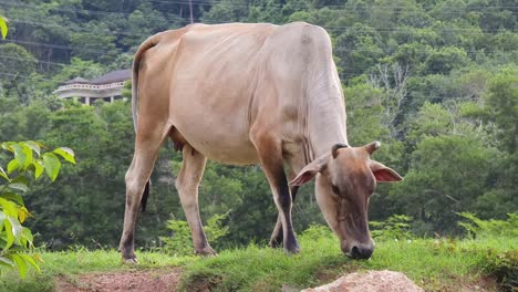 cow grazing in a field