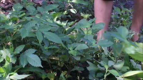 male hands slashing grass with a sickle