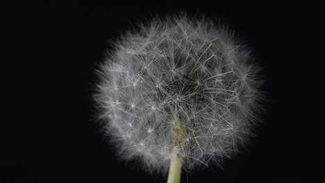 dandelion, looking at its seeds by turning the camera