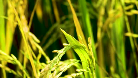 butterfly perching over growing rice paddy plant in agricultural crop field