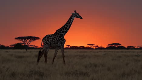 jirafa al amanecer o al atardecer en la sabana africana