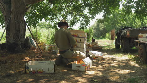 Zeitraffer-Des-Jungbauern,-Der-Nach-Der-Ernte-Während-Der-Erntezeit-Gemüsekartons-Mit-Frischen-Roten-Tomaten-Füllt