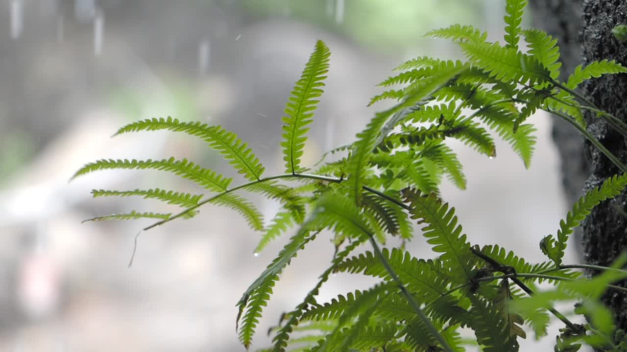 Vibrant Green Fern Leaves with Raindrops