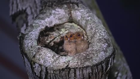 sunda scops owls nesting in a tree cavity - close up