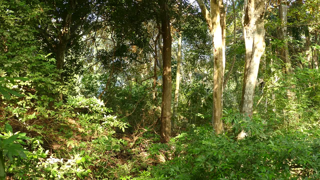 푸른 왕관 motmot, momotus momota, 파나마