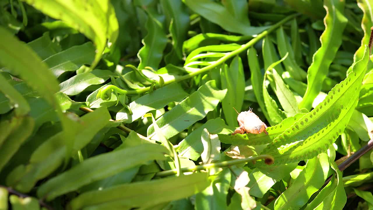 A cicada shell rests on vibrant green leaves under bright sunlight, creating a serene and natural atmosphere