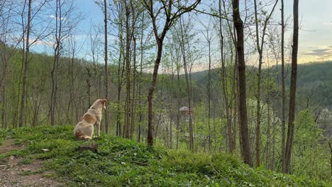 Un-Perro-Está-Solo-En-El-Bosque-Al-Atardecer-Mirando-El-Horizonte-De-La-Naturaleza-Hermoso-Momento-Escénico-En-Las-Colinas-Del-Bosque-En-Primavera-En-El-Medio-Oriente-Para-Animales-Marrones-Blancos-En-La-Vida-Rural-En-Arabia-Saudita