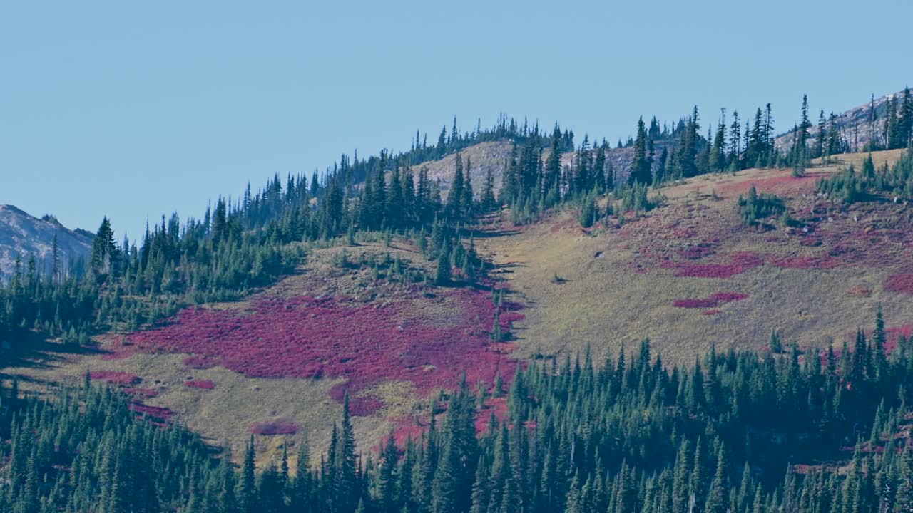 Aerial view of alpine hillside with vibrant red and green foliage beneath evergreen ridgeline