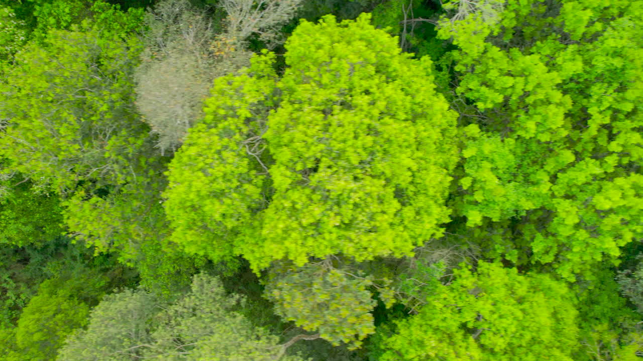 Bird&rsquo;s-eye view of a lush jungle, with vibrant green foliage that shimmers in the sunlight
