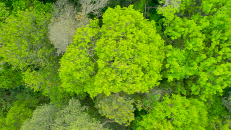 bird’s-eye view of a lush jungle, with vibrant green foliage that shimmers in the sunlight