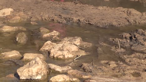 trail runner crossing a stream during a race