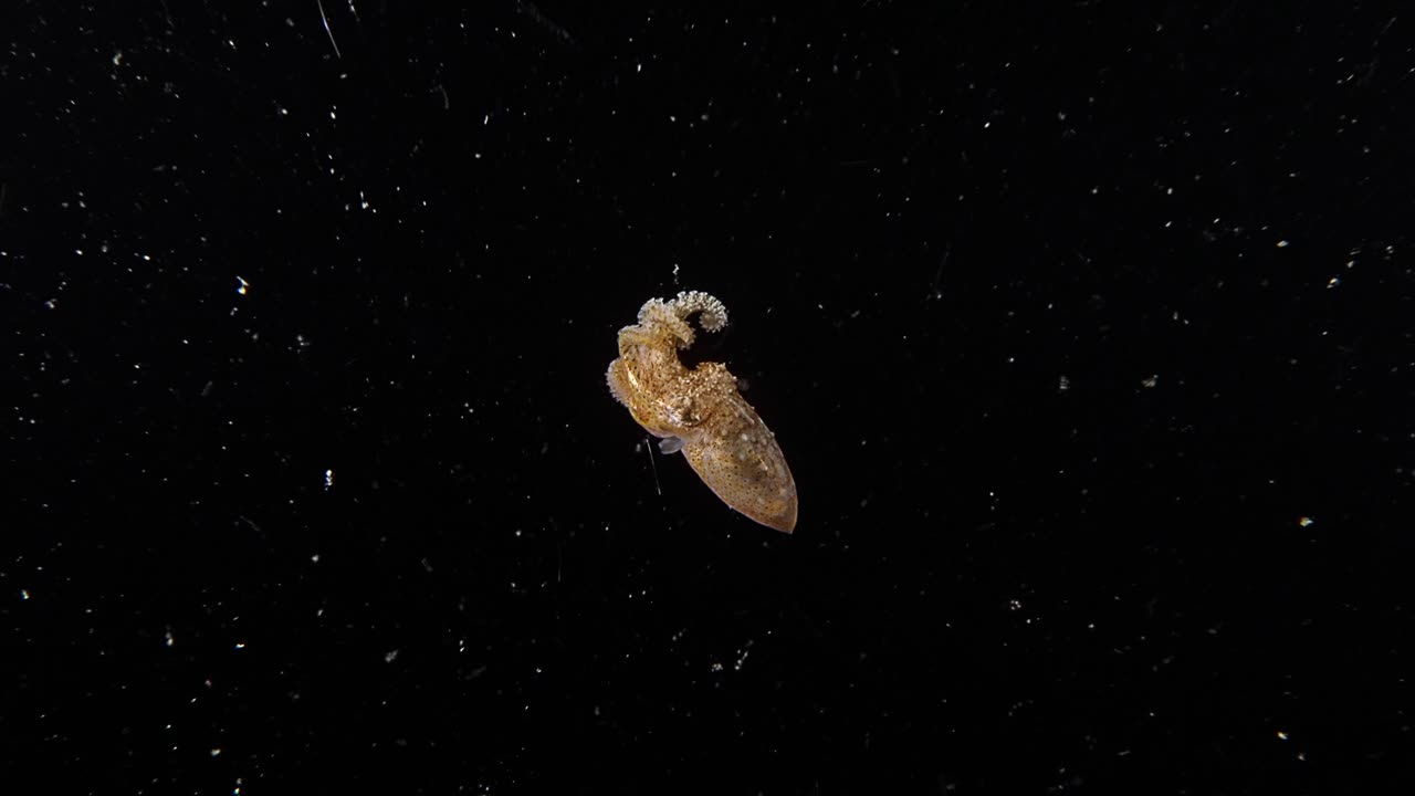 Un polpo dagli anelli blu giovanile (Hapalochlaena spp.), durante un'immersione in acque nere ad Anilao, Filippine