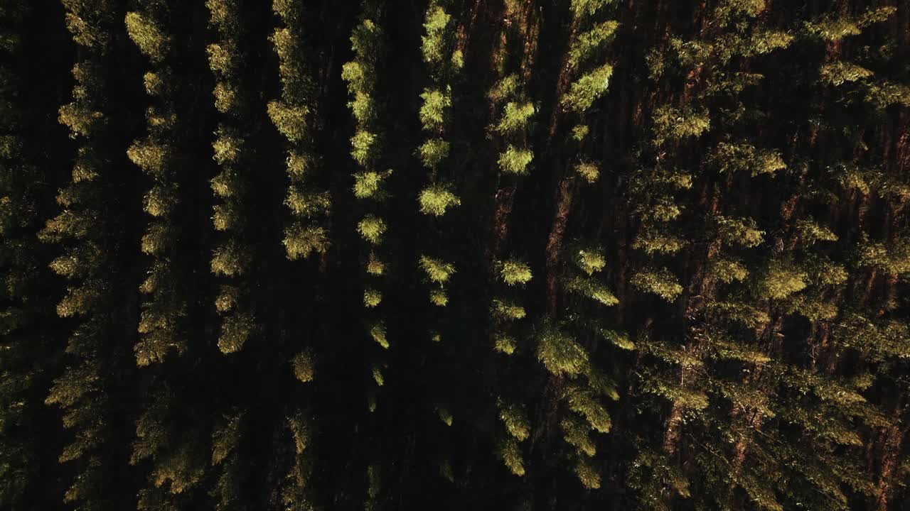 Perfect tree lines of forest farm, aerial top down view