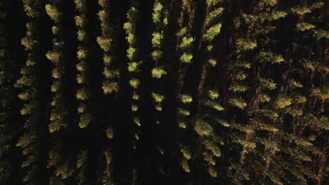 perfect tree lines of forest farm, aerial top down view