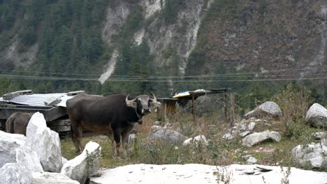 two water buffalo in a rocky pasture in the himalaya mountains of nepal