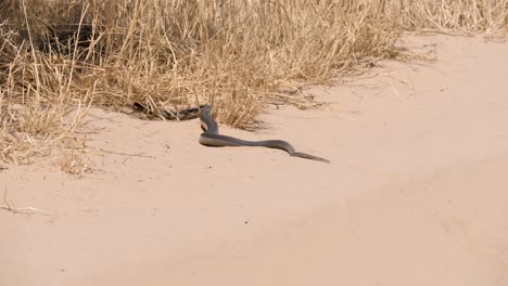 a beautiful mole snake slithers over the white sand of the desert to the edge of the vegetation