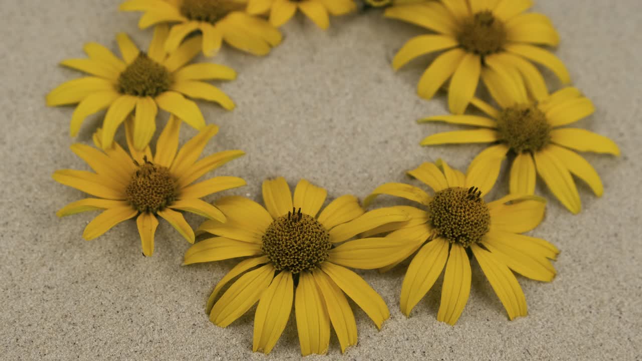 rotación de un círculo de margaritas amarillas que se encuentran en la arena