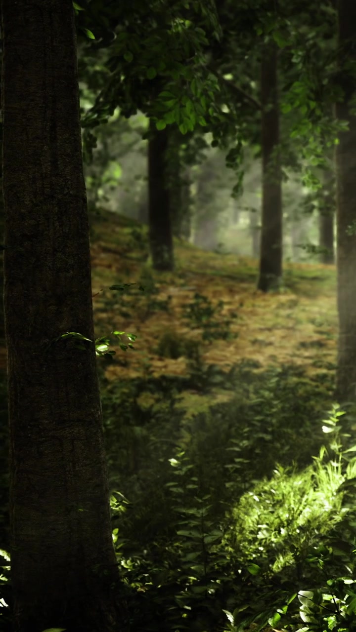 Luce solare che filtra tra gli alberi in una fitta foresta al mattino