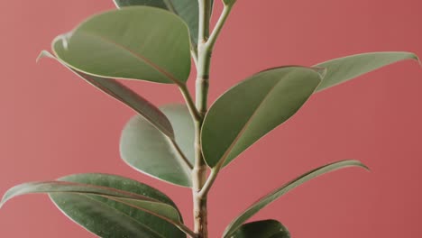 close up of green leaves on pink background with copy space in slow motion